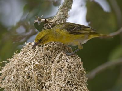 lesser masked-weaver