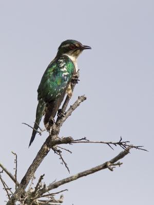 diderick cuckoo