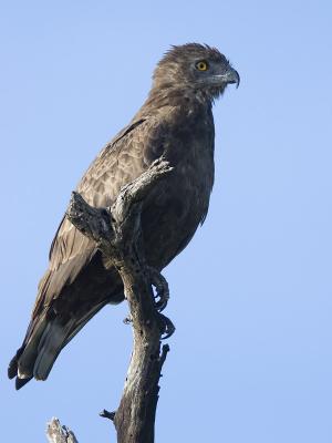 brown snake-eagle