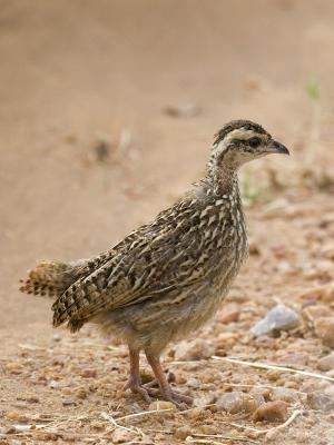 crested francolin