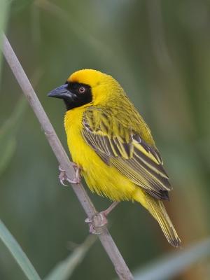 southern masked-weaver
