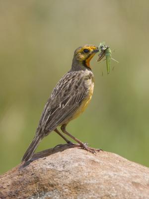 cape orangethroated longclaw