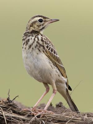 african pipit