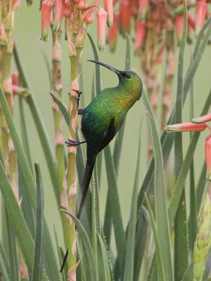 malachite sunbird