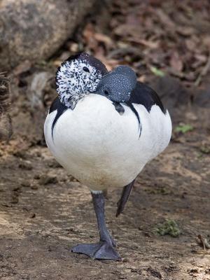 comb knob-billed duck