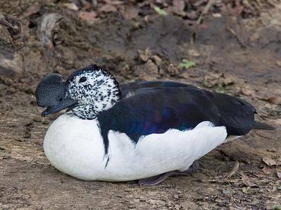 comb knob-billed duck