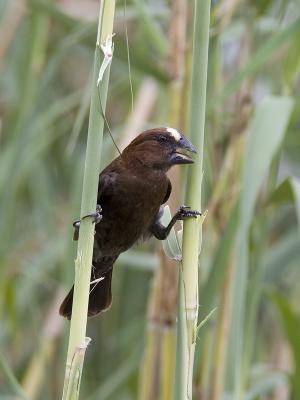 thick-billed weaver