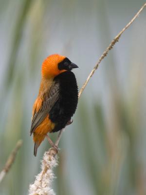 southern red bishop
