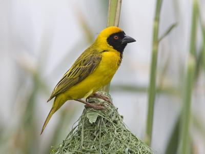 southern masked weaver