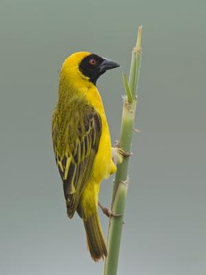 southern masked weaver