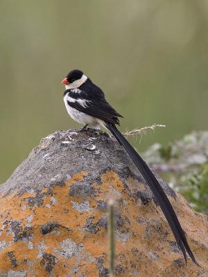 pin-tailed whydah