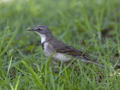 cape wagtail