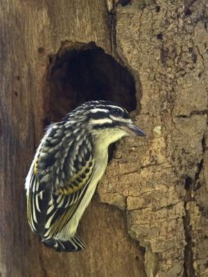 yellow-fronted tinkerbird