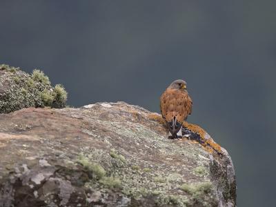 rock kestrel