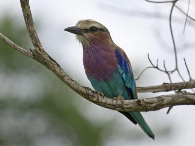 lilac-breasted roller