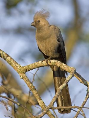 grey go-away-bird lourie
