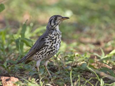 groundscraper thrush