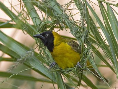 lesser masked-weaver