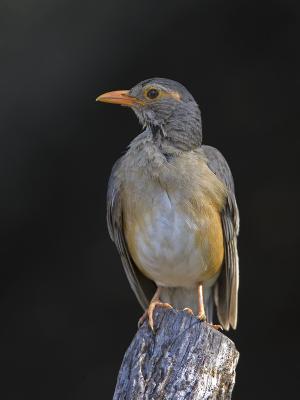 kurrichane thrush