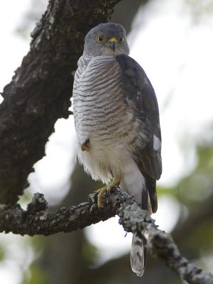 little sparrowhawk