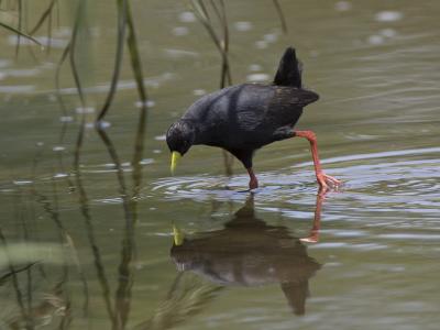 black crake