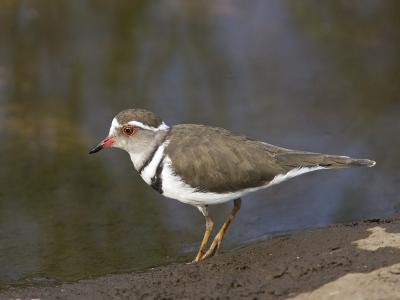 three-banded plover
