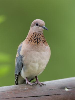 laughing dove