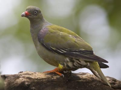 african green-pigeon