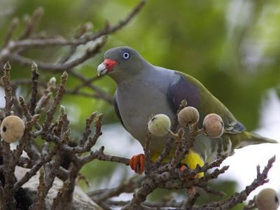 african green-pigeon