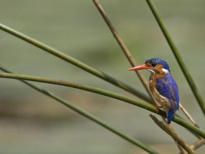 malachite kingfisher