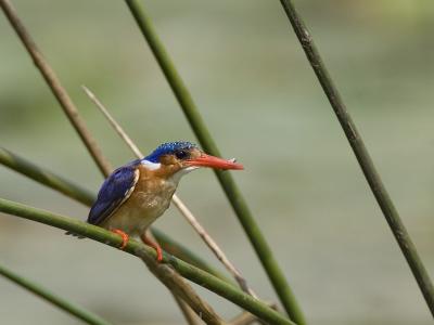 malachite kingfisher