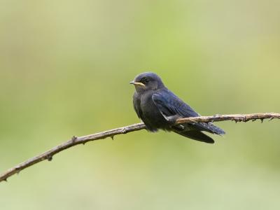 blue swallow