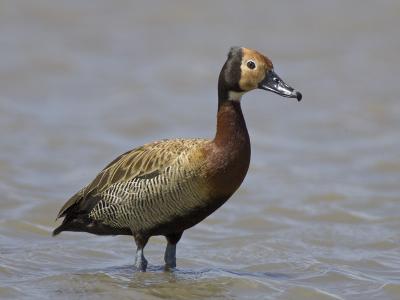 white-faced duck