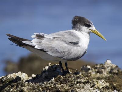swift tern