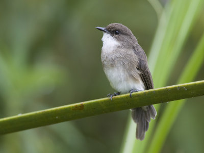 swamp flycatcher <br>  Muscipapa aquatica