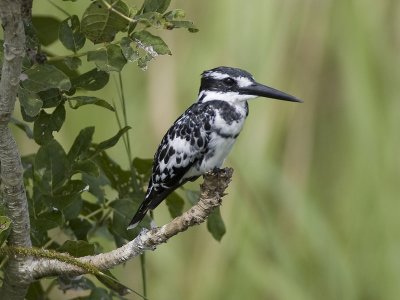 pied kingfisher <br> Ceryle rudis