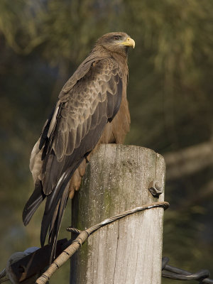black kite  Milvus migrans