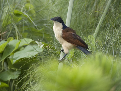 blue-headed coucal  Centropus monachus