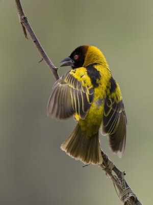 black-headed weaver <br> Ploceus cucullatus