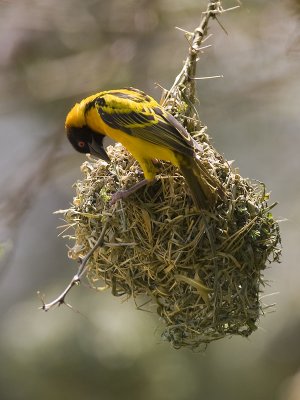 black-headed weaver <br> Ploceus cucullatus