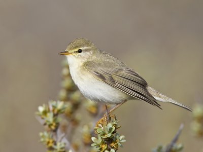 willow warbler  fitis  Phylloscopus trochilus