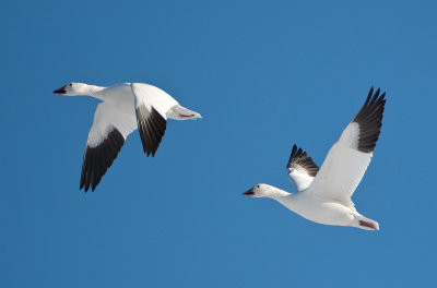 Bombay Hook 2010