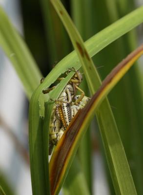 grasshopper2.jpg