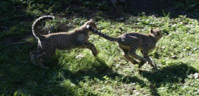 playful cheetahs
