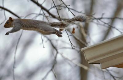 squirrel leap.jpg