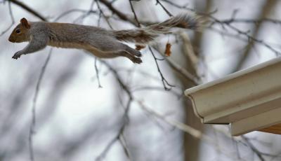 squirrel leap2.jpg