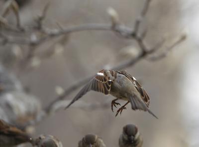 sparrow10.jpg