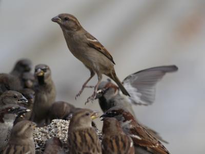 sparrow13.jpg