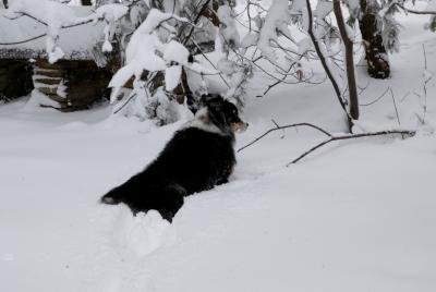 snowy dog.jpg