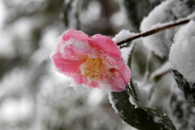 winter camelia 2.jpg